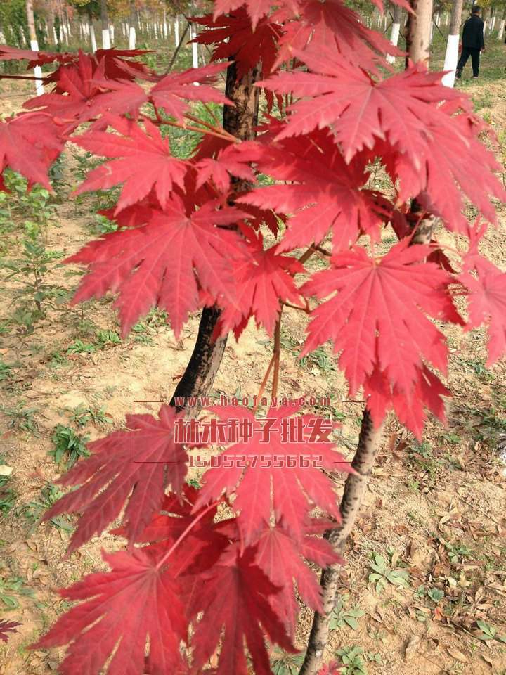 九角楓種植技術(shù)