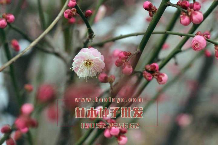 臘梅種植技術(shù)