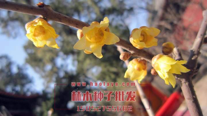 臘梅種子批發(fā)