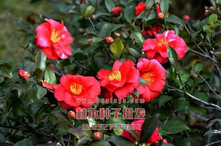 梅花種子銷售價(jià)格