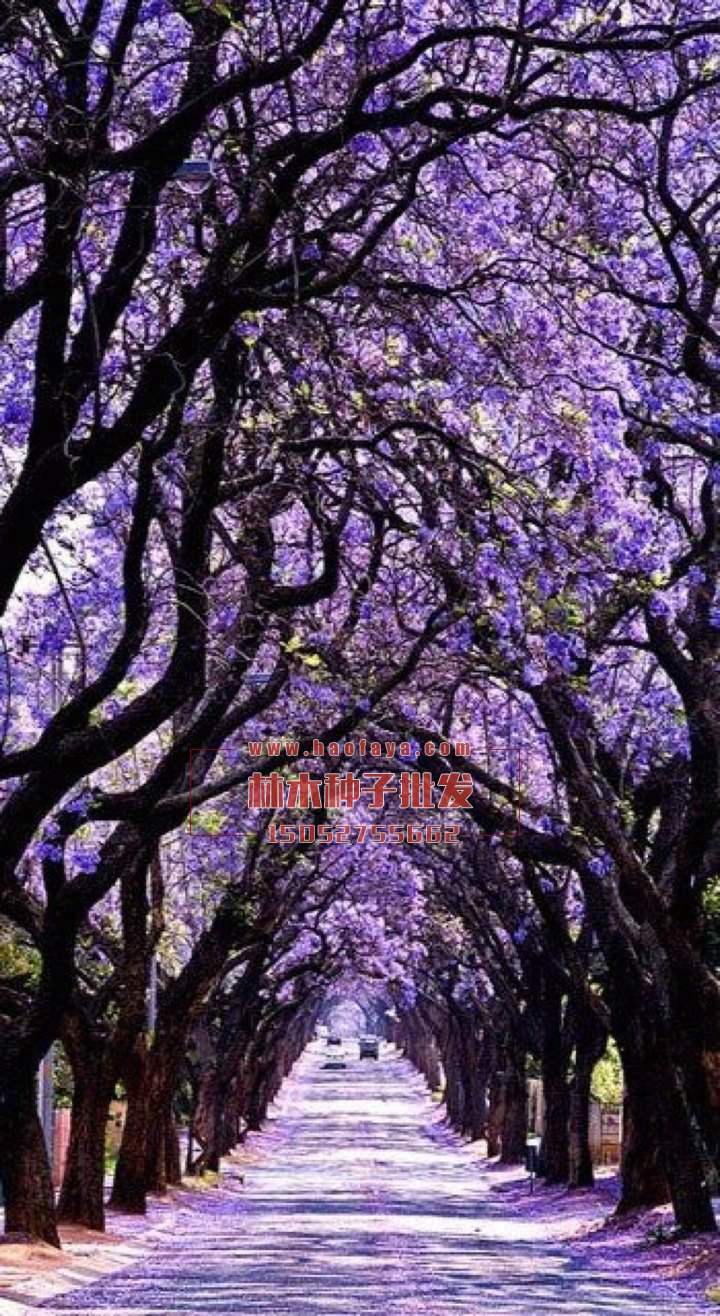 藍(lán)花楹種子播種技術(shù)