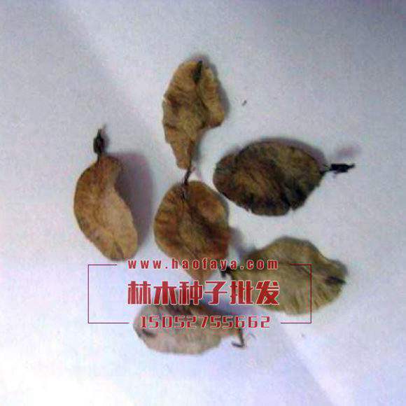 榔榆種子