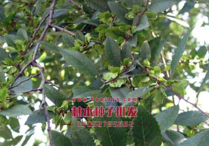 榔榆種子批發(fā)