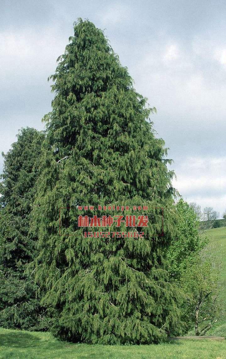 柳杉種植技術(shù)