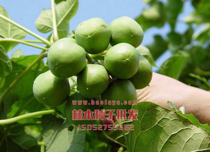 麻風(fēng)樹種子