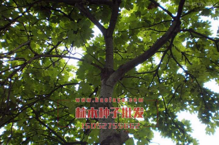 麻風(fēng)樹功效作用