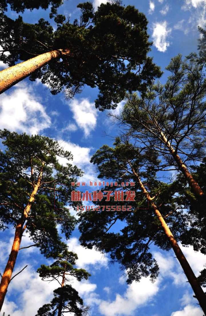 美人松種子批發(fā)