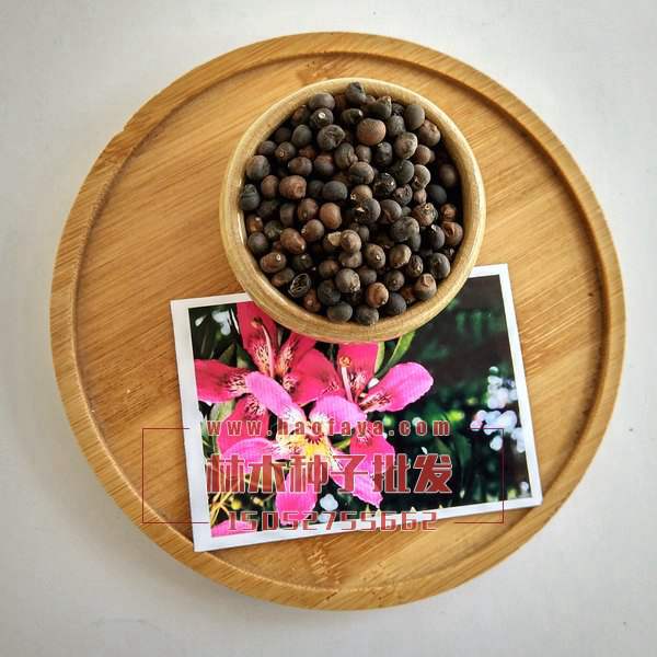 美麗異木棉種子