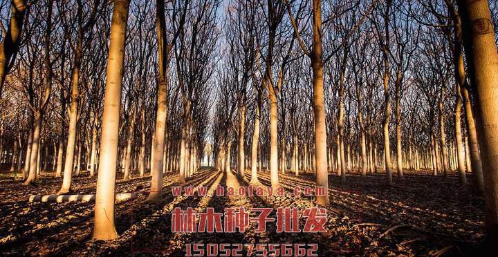 泡桐種子批發(fā)