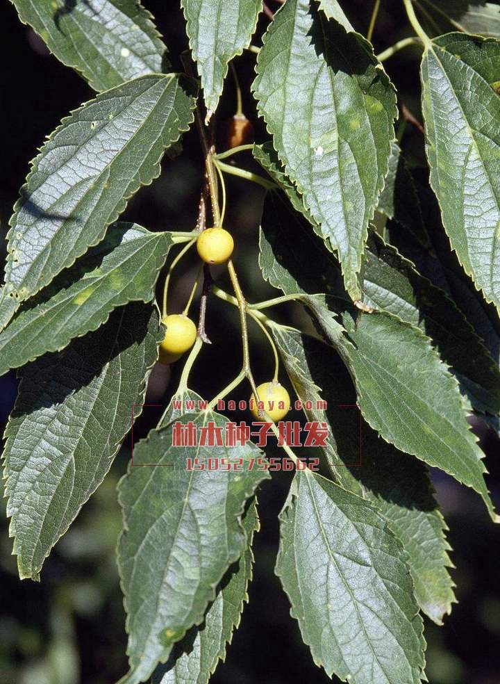 樸樹種子銷售價(jià)格