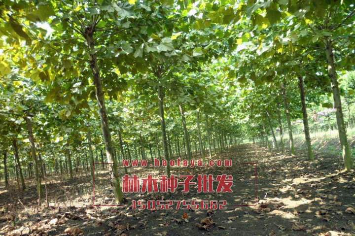 青桐種植技術(shù)