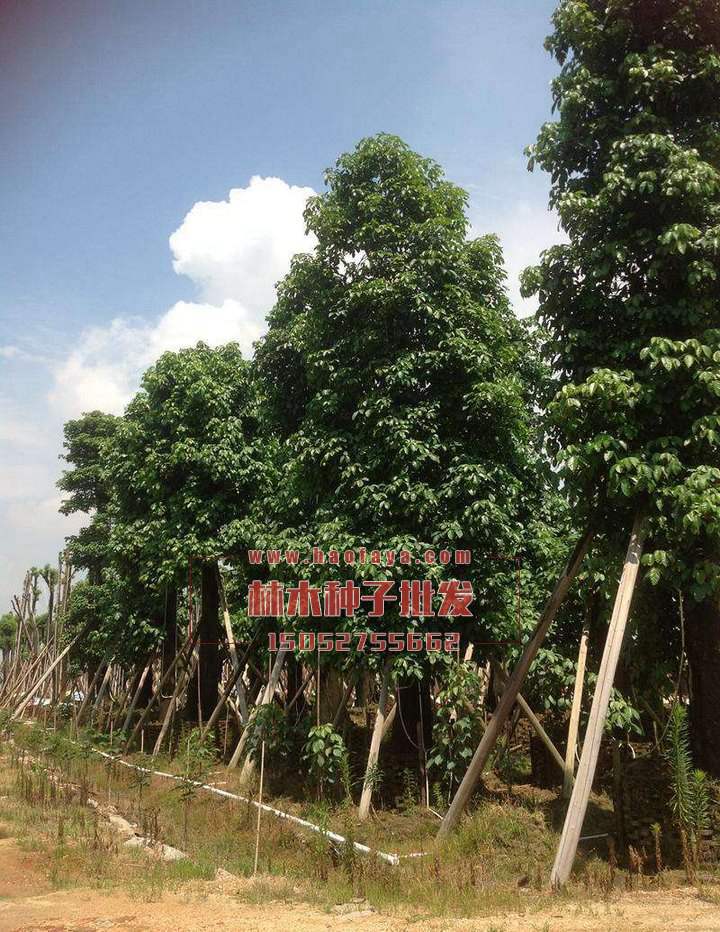 秋楓種植技術(shù)