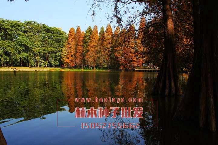 水杉種子批發(fā)價(jià)格