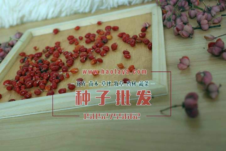 絲棉木種子批發(fā)