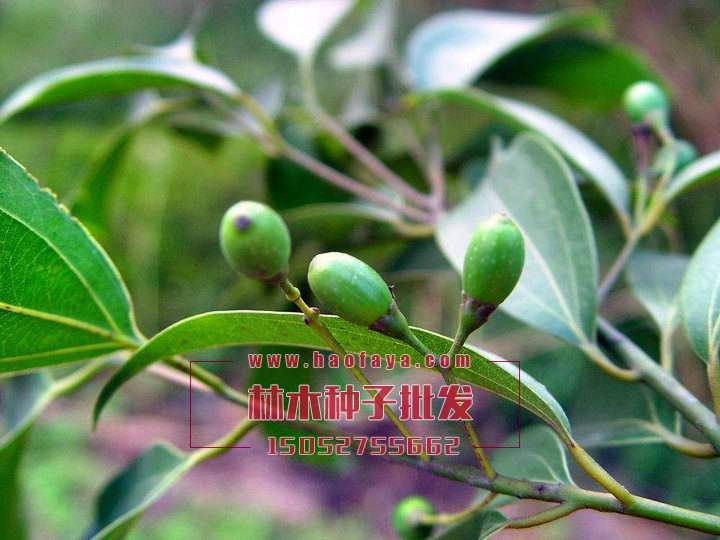 天竺桂種子采集