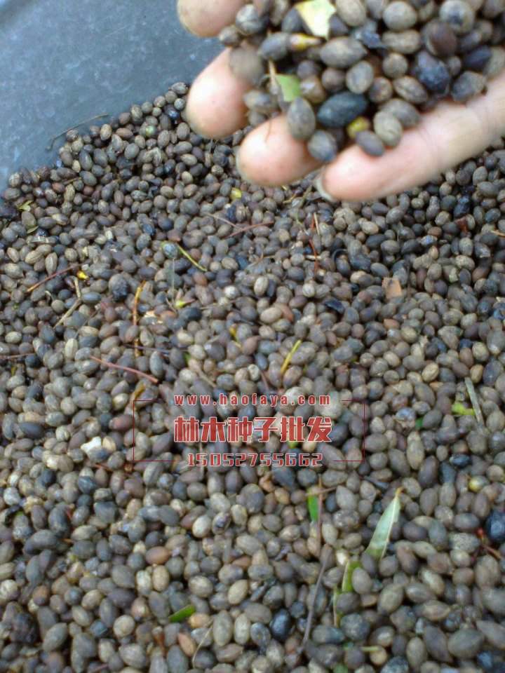 天注意種子銷售價格