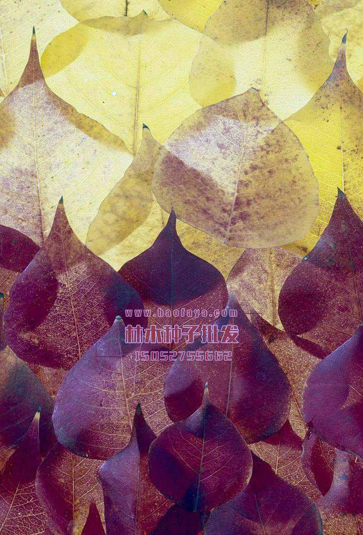 烏桕種子銷售價(jià)格