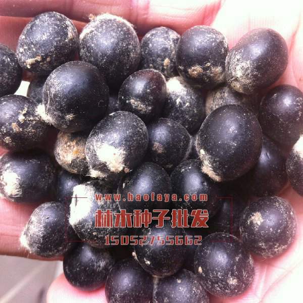 無(wú)患子種子