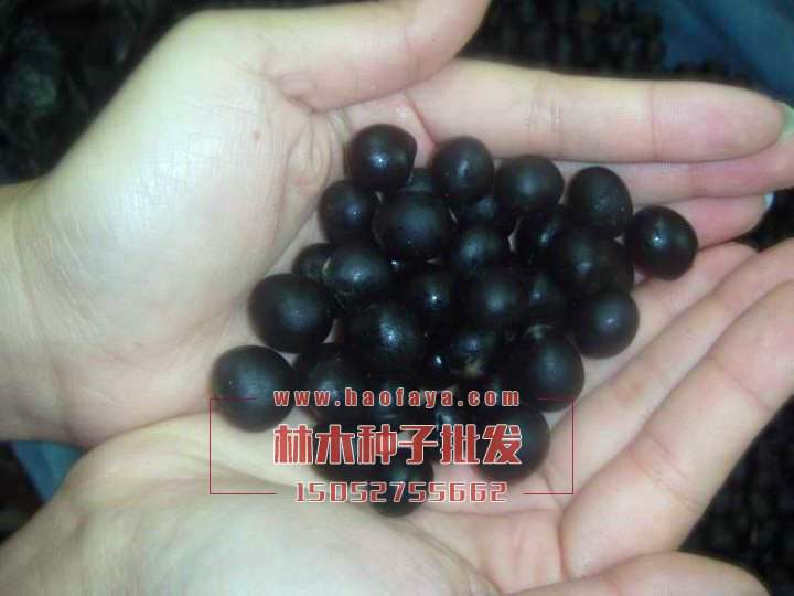 無(wú)患子種子銷(xiāo)售價(jià)格