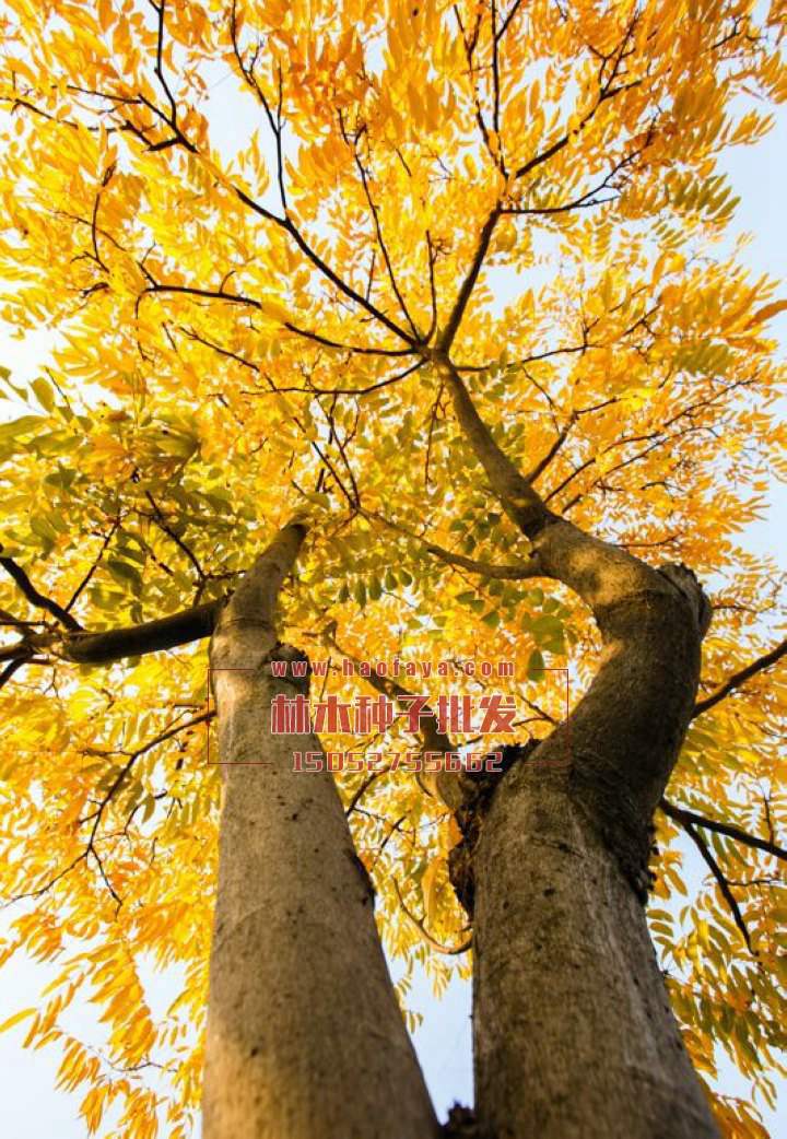 無(wú)患子種植技術(shù)