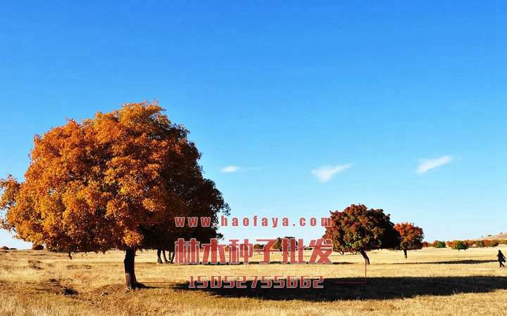 五角楓栽培技術(shù)