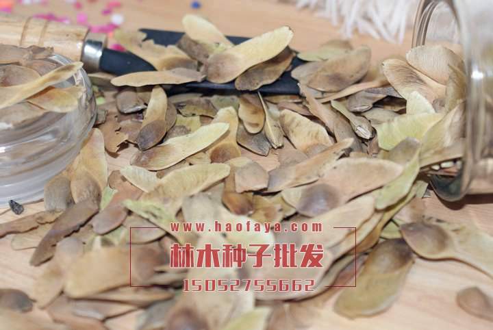 五角楓種子批發(fā)