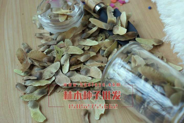 五角楓種子銷(xiāo)售價(jià)格