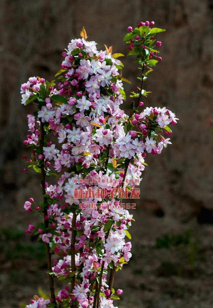 海棠種植技術(shù)