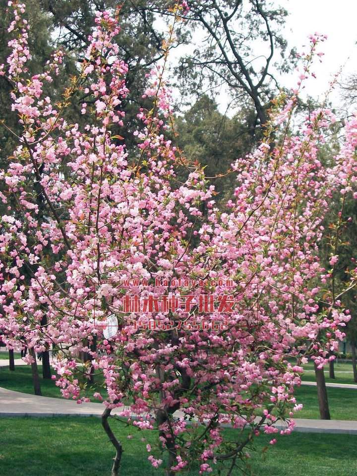 海棠種子批發(fā)