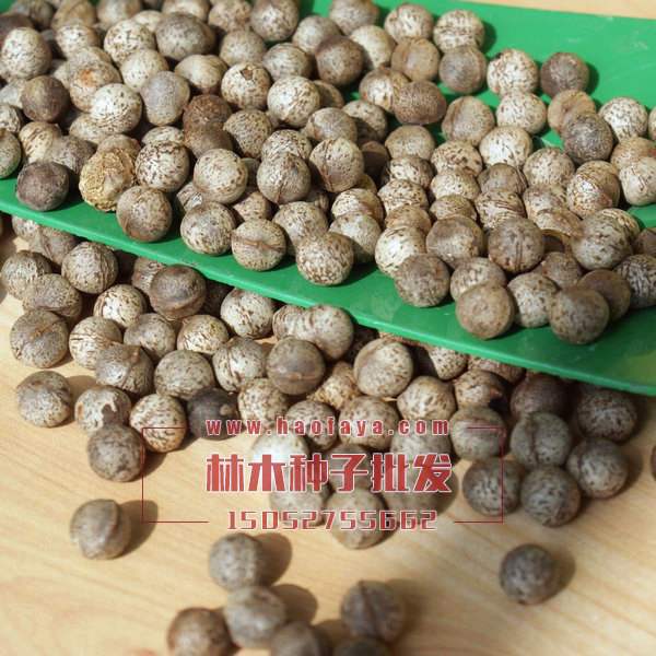 香樟樹種子
