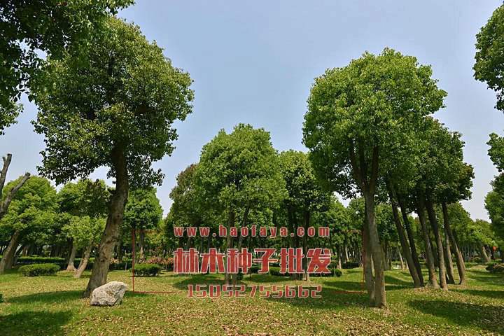 香樟種植技術(shù)