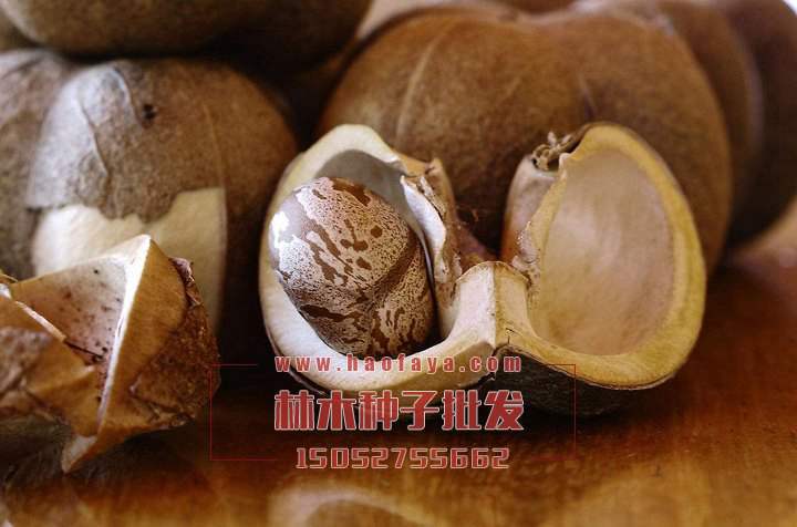 橡膠樹種子銷售價(jià)格