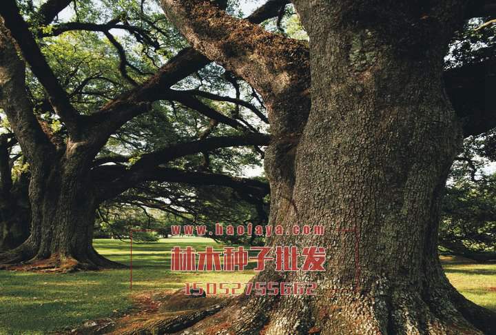 橡樹種植技術(shù)