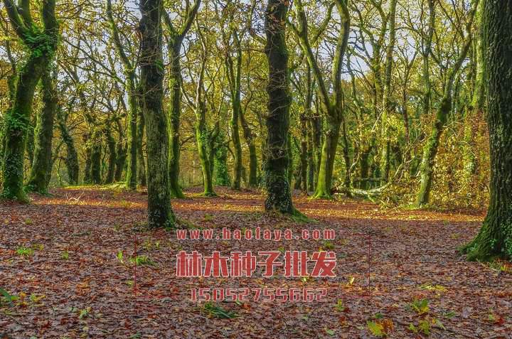 橡樹種子銷售價(jià)格