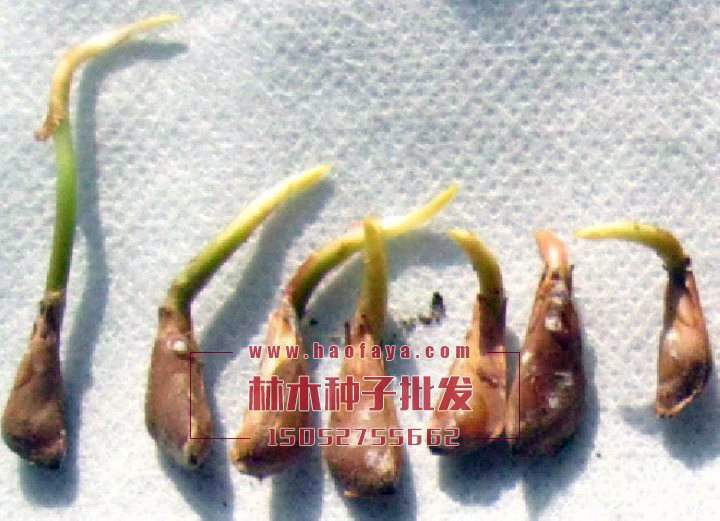 發(fā)芽的雪松種子