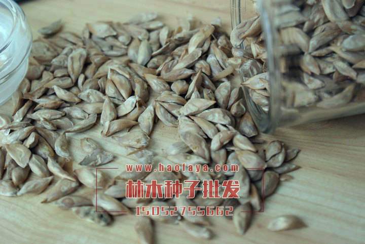 雪松種子處理技術(shù)