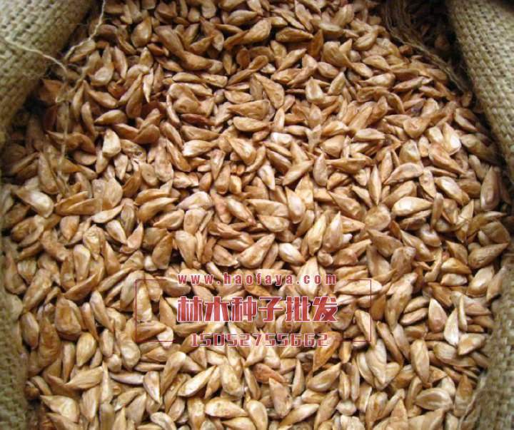 雪松種子播種技術(shù)