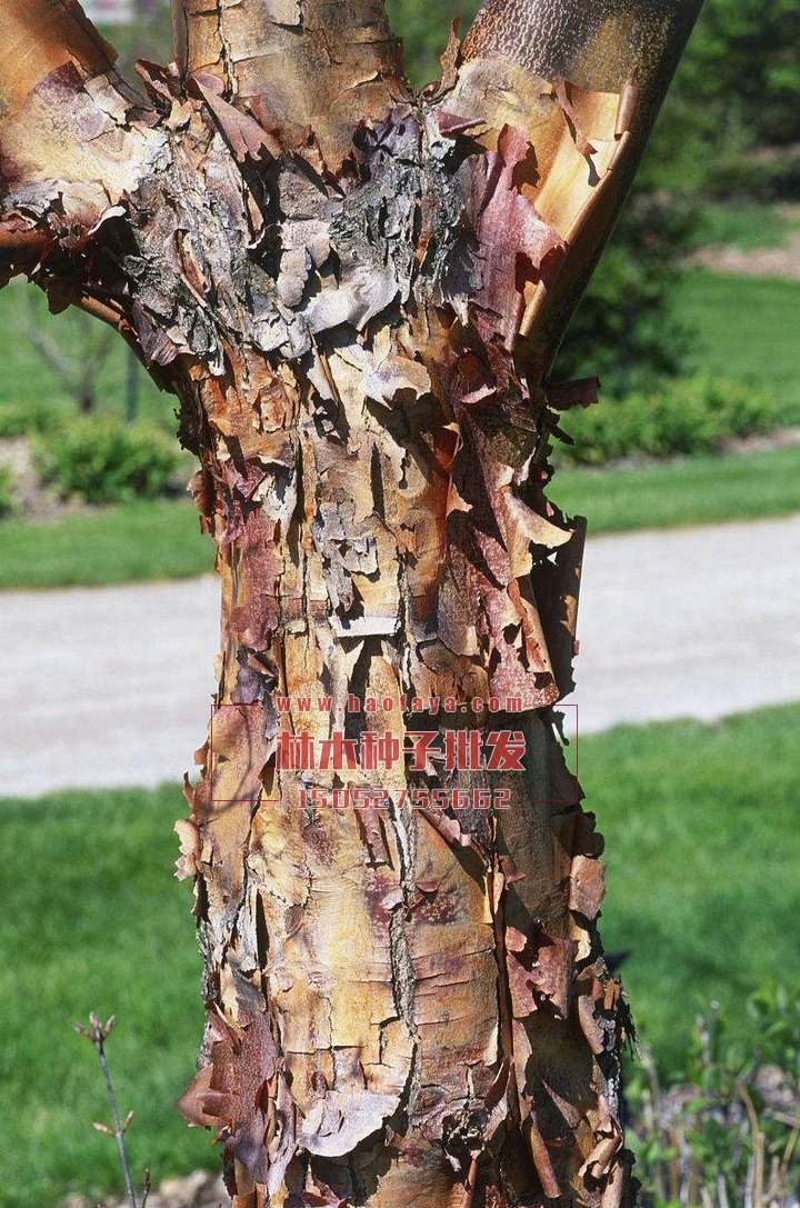 血皮槭種植技術