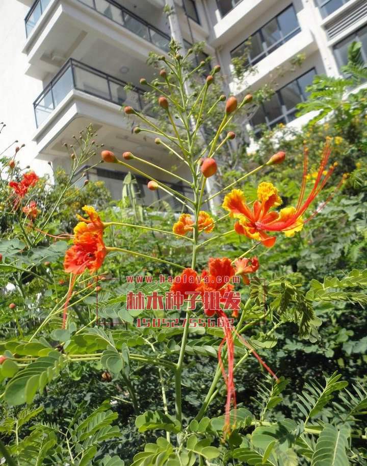 洋金鳳種植技術(shù)