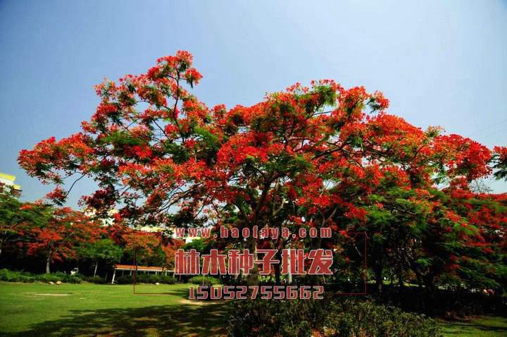 洋金鳳種子批發(fā)