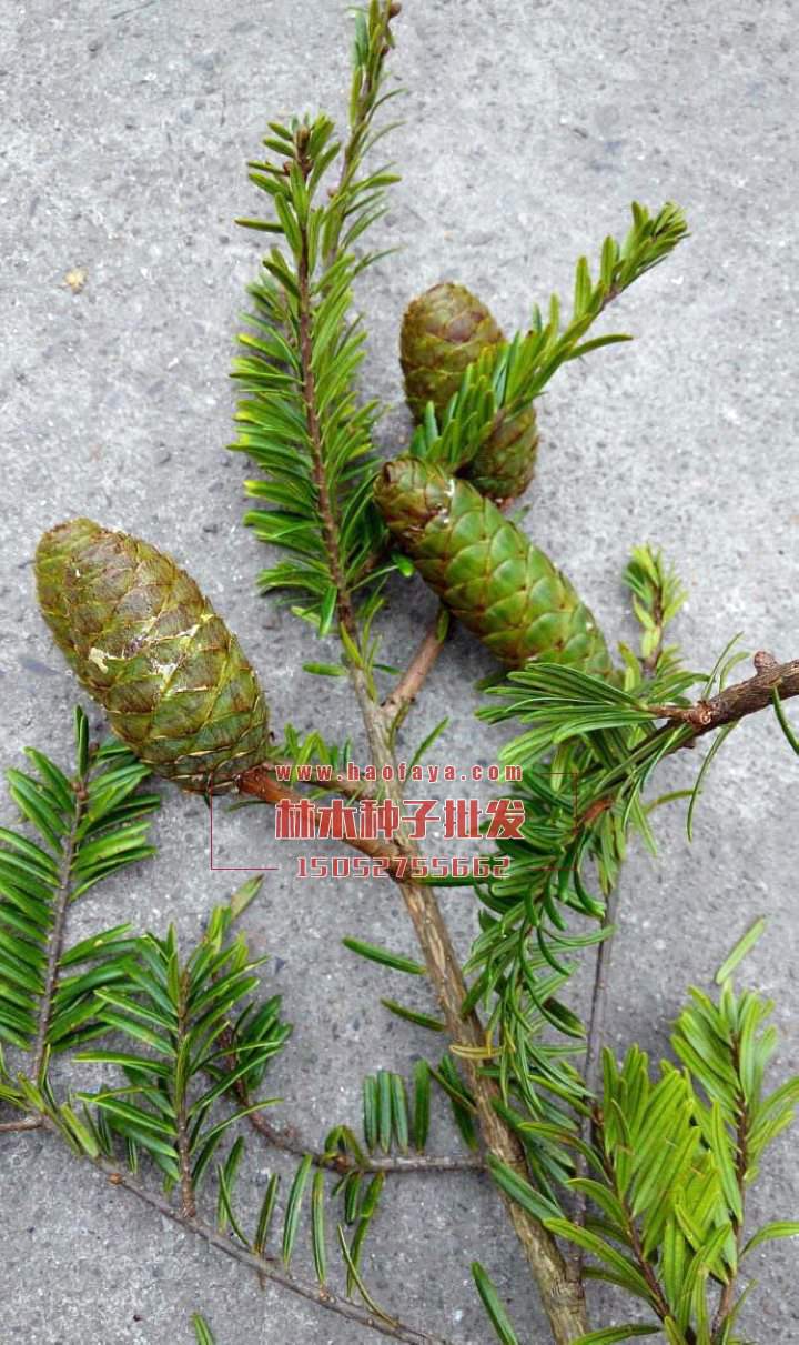 油杉種子銷售價格