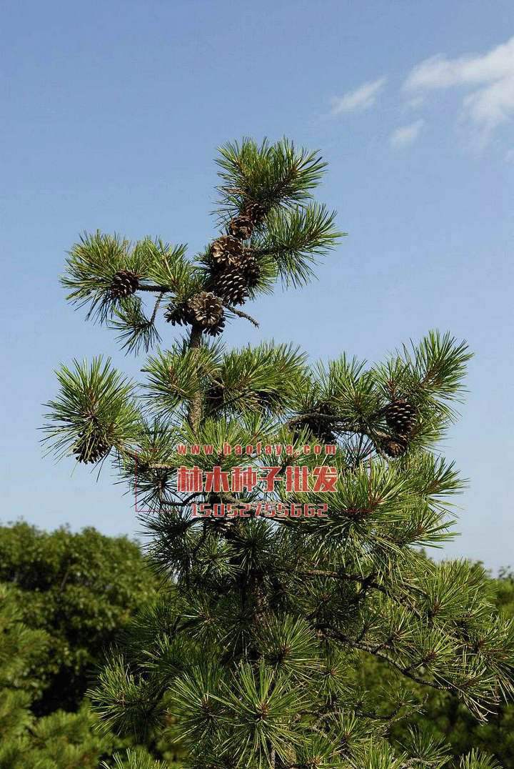 油松種植技術(shù)