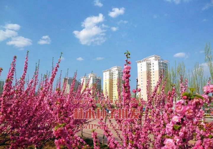 榆葉梅種植技術(shù)