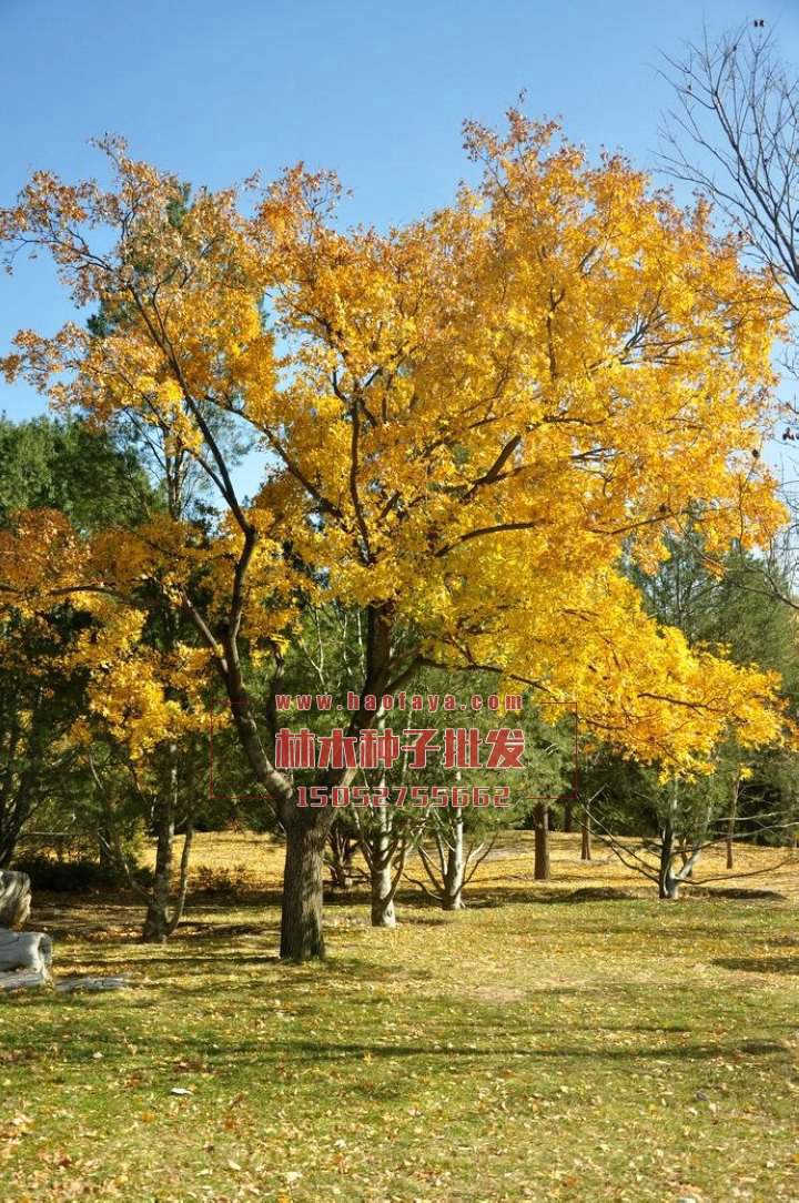 元寶楓種子銷售價格