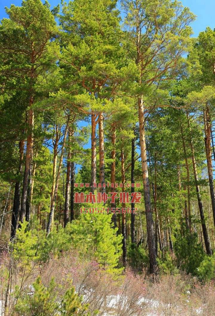 樟子松種植技術(shù)