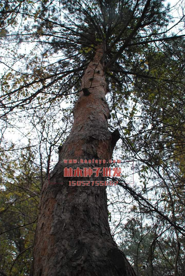 樟子松種子銷(xiāo)售價(jià)格