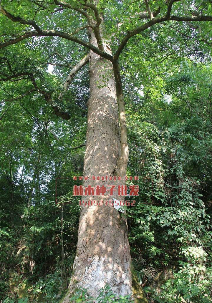 重陽(yáng)木種植技術(shù)