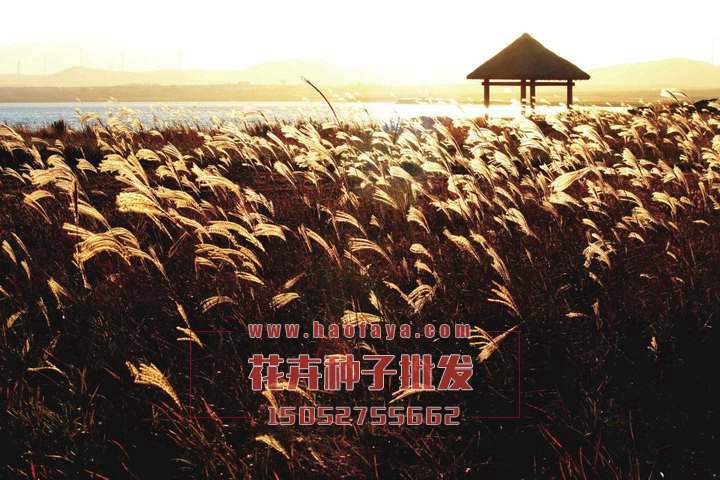 蘆葦種植技術(shù)