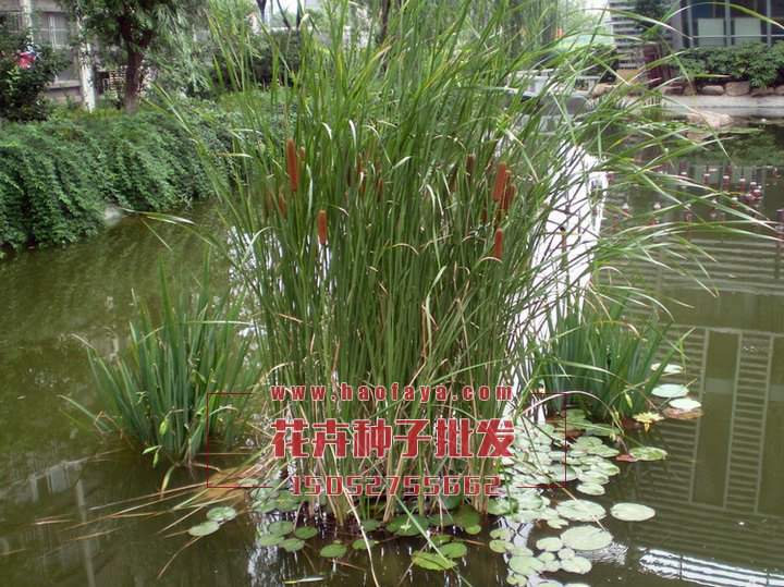 香蒲種植技術(shù)