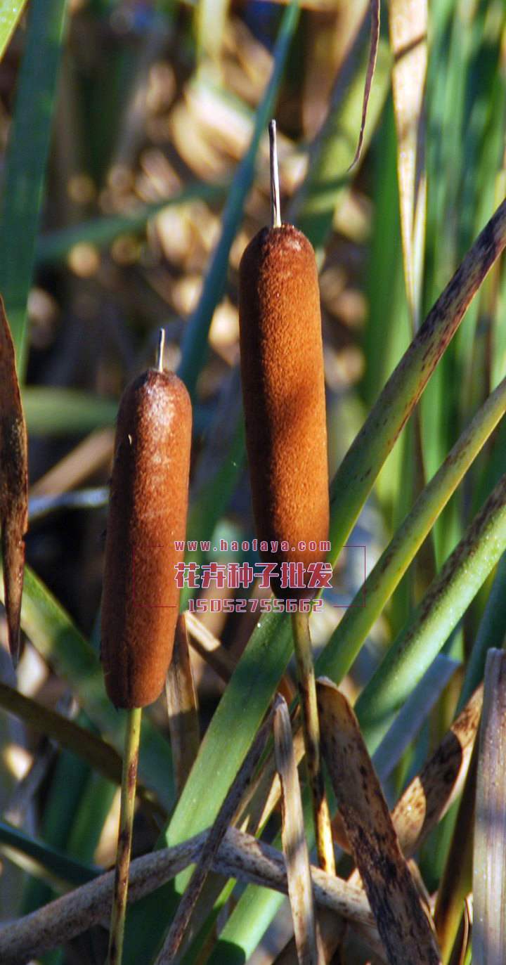 香蒲種子銷售價(jià)格